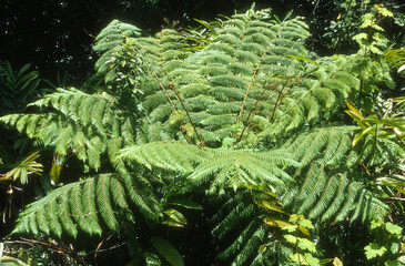 Cyathea madagascariensis,  Foug&egrave;re arborescente , Madagascar