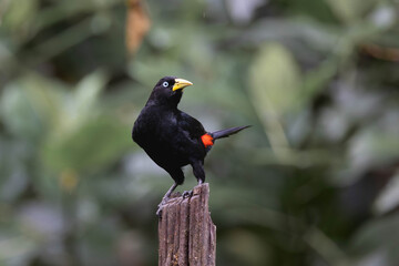 Scarlet-rumped Cacique (Cacicus uropygialis) perched in the Ecuadorian rainforest
