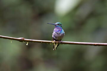 Green-backed Hillstar (Urochroa leucura) perched on a branch in Sumaco, Ecuador