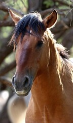 Obraz premium Portrait of a Wild Horse 