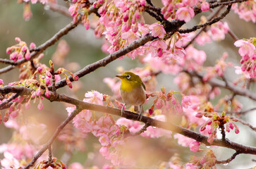 Japanese white-eye on cherry blossoms in spring