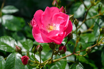 Pink rose in full bloom with green leaves
