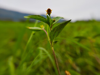 Legetan flower plant, also known as Acmella or Spilanthes