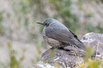 Brown-eared Bulbul perched on rock