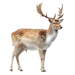 Obraz premium Majestic fallow deer buck with antlers standing proudly isolated on transparent background