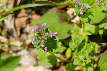 Close-up of purple henbit flower in spring sunlight