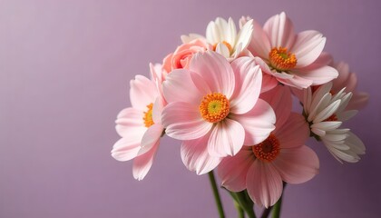 Close up of a bouquet of pale pink and white flowers with orange centers on a purple background