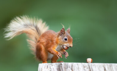 Portrait of a cute red squirrel eating hazelnut on a tree stump