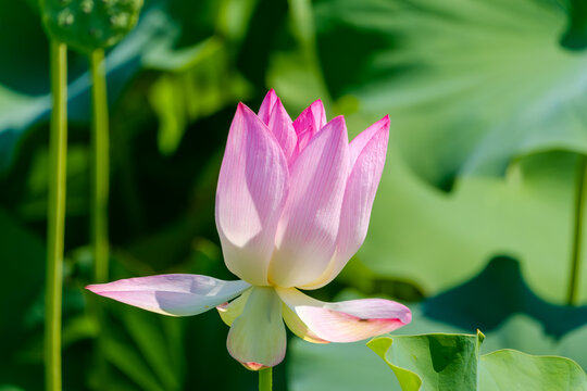 ハスの蕾 淡い緑色とピンク色 ハスの蕾 淡い緑色とピンク色 ハスの花の撮り方（変化する