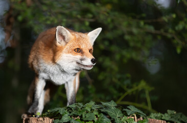 Portrait of a cute red fox standing in a forest at night