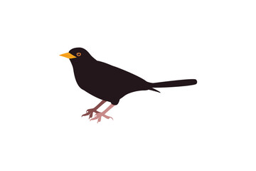 Cute blackbird bird. Suitable for educational posters, logos, children's books and encyclopedias. Children's picture. Vector illustration
