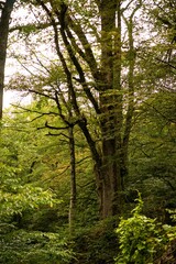 Majestic Trees Standing Tall in the Forest