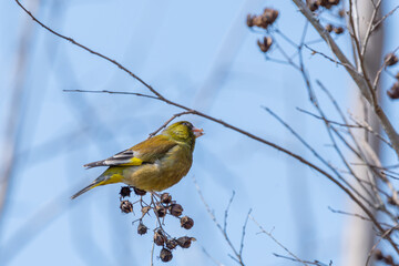 Japanese Greenfinch perched on a branch in winter