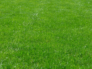 Green Grass Lawn