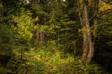 Winding Forest Trail Through Lush Greenery
