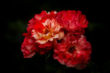 Obraz premium beautiful red roses in the garden