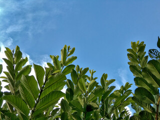 Guava leaves on tree with blue sky background in sunny day.