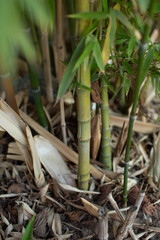 Obraz premium Close-up vertical view of bamboo stems at the base of the plant surrounded by dry leaves and green shoots. Natural texture background representing strength, growth, and sustainability.
