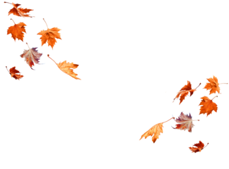 leaf of plane tree isolated for background