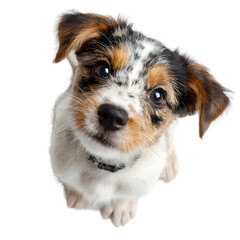 Adorable jack russell terrier puppy with expressive eyes looking upwards isolated on transparent background