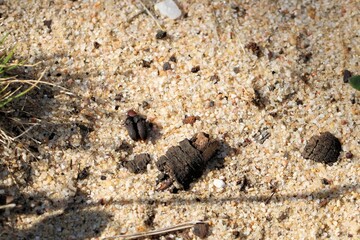 Two male Click Beetles (Pseudotetralobus) attempting to mate with female, South Australia
