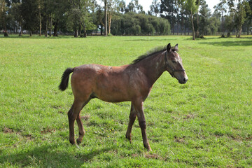 Pension for Arabian horses
