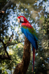 A vibrant Red-and-green Macaw (Ara chloropterus) perched in the Amazon rainforest. A beautiful and colorful parrot, the iconic wildlife of Brazil and South America. Tropical nature concept.