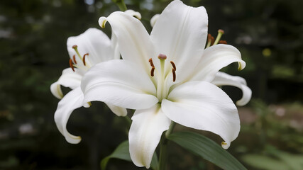 Elegant White Lily Flower Blooming in Soft Natural Light