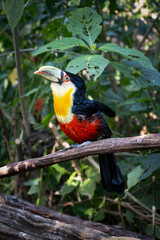A colorful Spot-billed Toucanet (Selenidera maculirostris) in the Atlantic Forest of Brazil. An exotic toucan bird from South America, a symbol of jungle wildlife and biodiversity.