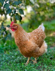 chicken on the faymyard. Rural countryside scene with domestic poultry outdoors on green grass.	