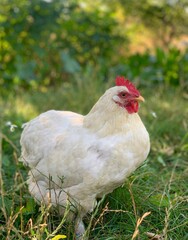 chicken on the faymyard. Rural countryside scene with domestic poultry outdoors on green grass.	