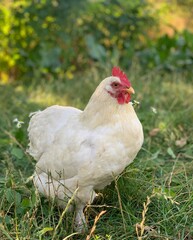 chicken on the faymyard. Rural countryside scene with domestic poultry outdoors on green grass.	