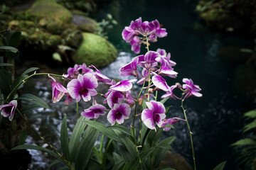 flowers in the garden