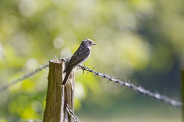 a spotted flycatcher on a fence surrounded by green light and green bokeh, sunny day, Muscicapa striata looking to the right, a spotted flycatcher on a barbed wire fence