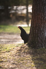 Chickens on a small farm in Ontario, Canada.