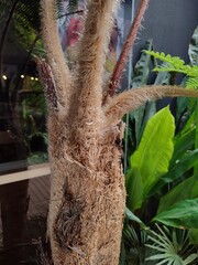 A flying Spider monkey Tree Fern, a giant tropical fern, an outdoor ornamental plants