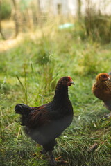 Chickens on a small farm in Ontario, Canada.