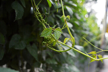 A close-up photograph of vibrant green leaves showcasing intricate texture against a natural outdoor background.