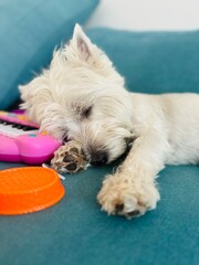 Sleeping West Highland White Terrier resting peacefully.