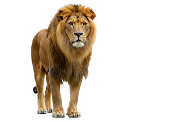 Side view of a Lion walking, looking at the camera, Panthera Leo, 10 years old, isolated on white...