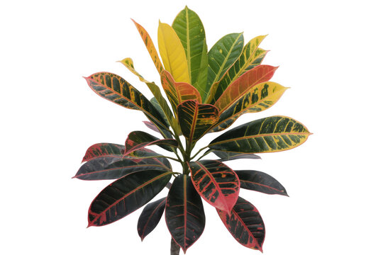 A vibrant Croton plant with colorful leaves, isolated on a transparent background. background removed