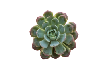 A detailed close-up of a Echeveria succulent, showcasing its rosette structure and muted green and pink hues against a transparent background. background removed