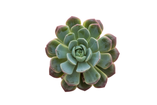 A detailed close-up of a Echeveria succulent, showcasing its rosette structure and muted green and pink hues against a transparent background. background removed