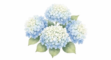 A Beautiful Bouquet of Soft Blue and White Hydrangeas with Delicate Green Leaves