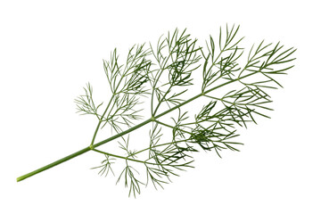 Obraz premium A sprig of fresh dill, isolated on a transparent background, showcasing its delicate feathery leaves. background removed