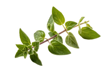 Obraz premium A sprig of fresh oregano with vibrant green leaves, isolated on a transparent background. background removed