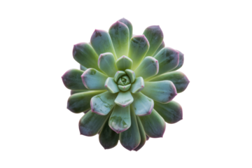 A succulent plant with teal-green leaves and reddish-pink edges, isolated on a transparent background. background removed