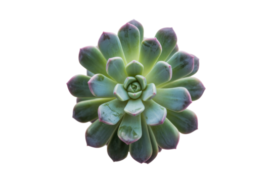 A succulent plant with teal-green leaves and reddish-pink edges, isolated on a transparent background. background removed - Powered by Adobe