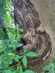Close-up of a tree trunk with rough textured bark and natural patterns, surrounded by green leaves and vines in a lush forest environment