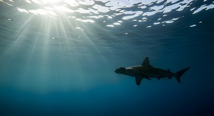 Naklejka premium Hammerhead shark swimming in clear blue ocean water with sun rays piercing the surface